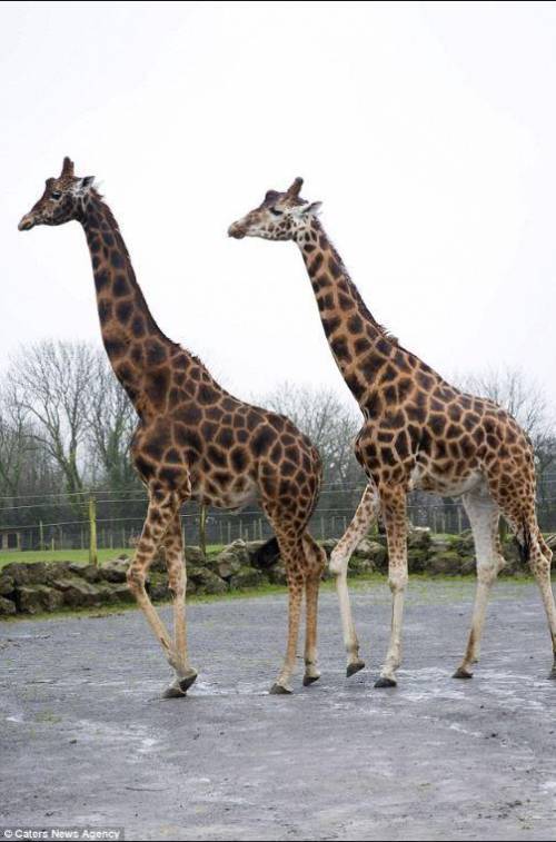 Why is daddy pig taller then a giraffe?