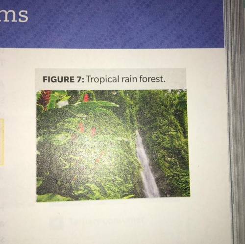 Describe two ways that energy and matter flow in the tropical rainforest ecosystem shown in figure