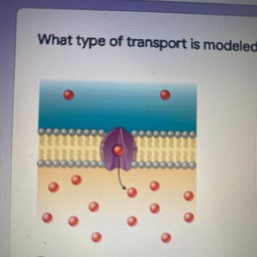 What type of transport is modeled in the diagram below?
