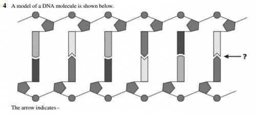 ASAP please help! 
A model of a DNA molecule is shown