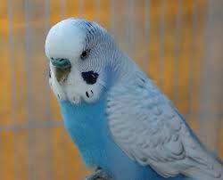 Out of these what should I name my blue Budgie (image included)

Blueberry
Amara
Daisy
Cotton cand