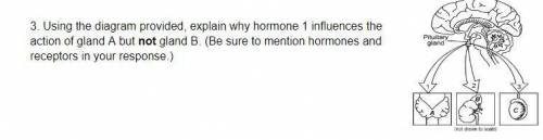 Using the diagram provided, explain why hormone 1 influences the action of gland A but not gland B.