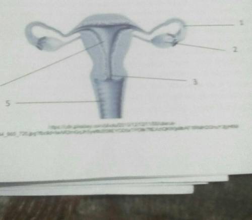 Label the parts of the female reproductive wystem. play help me TnT