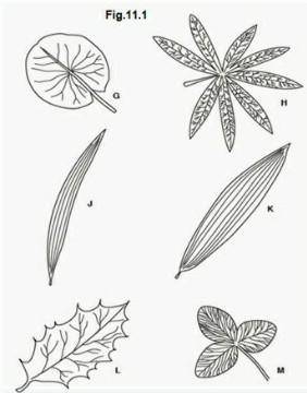 PLEASE HELP!! IM IM A BIO FINAL

Fig. 11.1 shows six leaves. Plumbago maritime / Plumbago lanceola