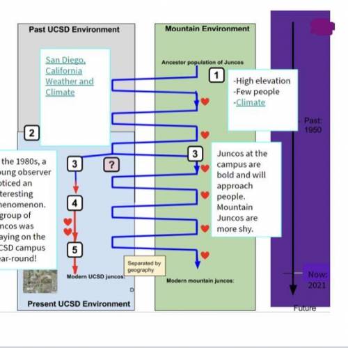 What’s do you notice about the model/diagram above use capitalization and punctuation in your respo