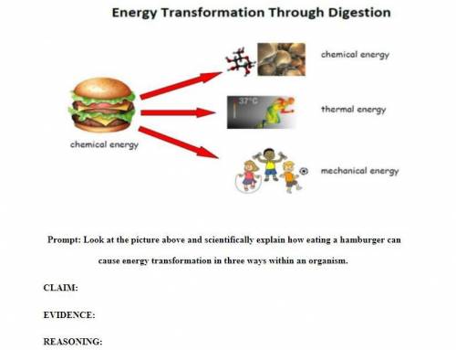 Look at the picture above and scientifically explain how eating a hamburger can cause energy transf