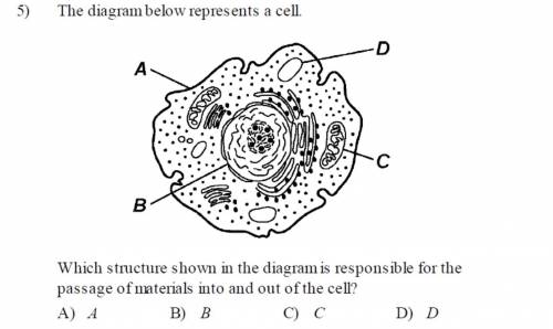 Which structure shown in the diagram is responsible for the passage of materials into and out of th