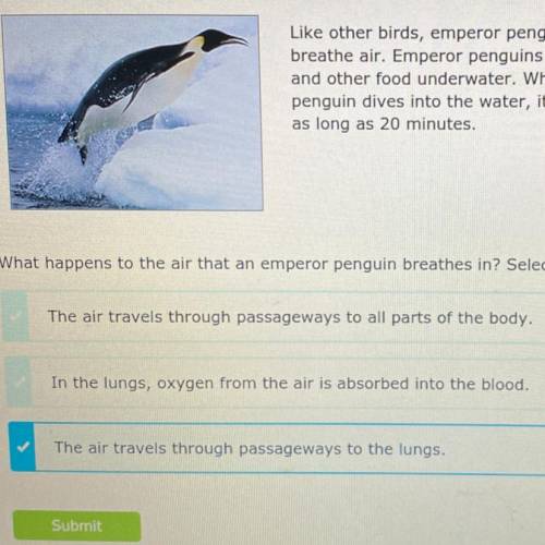 What happens to the air that a emperor penguin breathes in?