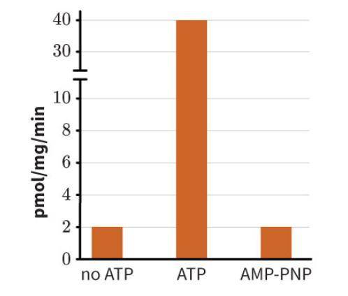 PLEASE HELP WITH SOME BIOLOGY, GOD BLESS

USE THE PIC FOR DETAILS
AMP-PNP is a non-hydrolyzable AT