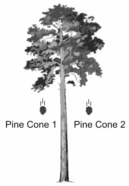Two pine cones are falling from a pine tree. Both pine cones are falling at the same speed.

If Pi