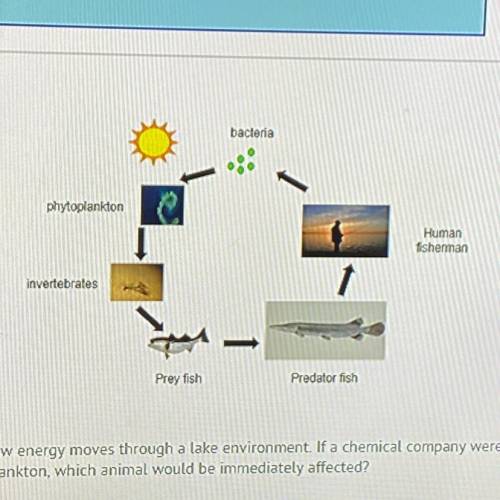 The food web above shows how energy moves through a lake environment. If a chemical company were to