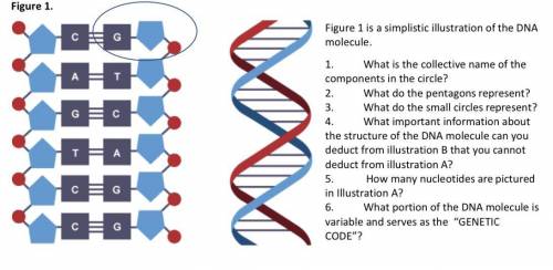 What portion of the DNA molecule is variable and serves as the “GENETIC CODE