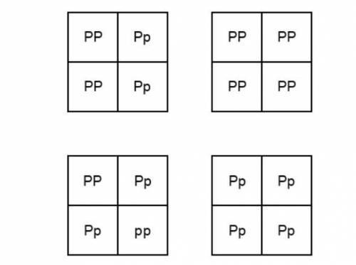 Will give brainliest

punnet square with cross between homzygous dominant parent and one heterozyg