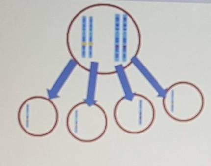 For this cell division, you can see that 4 daughter cells are made that have half the genetic infor