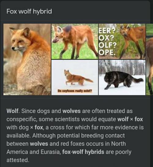 look fox wolf hybrids are real!! that's cool also dont say they can't when lions and tigers have ha
