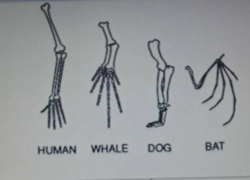 Using the Illustration below. Color the homologous structures and then compare and contrast the fol
