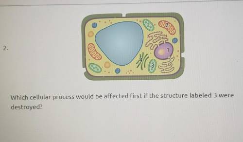 Which cellular process would be affected first if the structure labeled 3 were destroyed?

A. tran