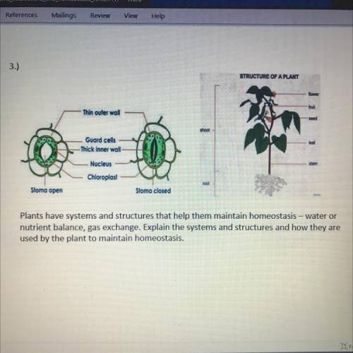 Explain the systems and structures and how they are used by the plant to maintain homeostasis.