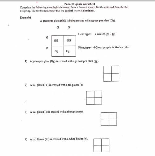 Punnet Worksheet. Please help if anyone has ever done this.