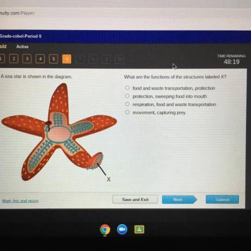 A sea star is shown in the diagram.

What are the functions of the structures labeled X?
O food an