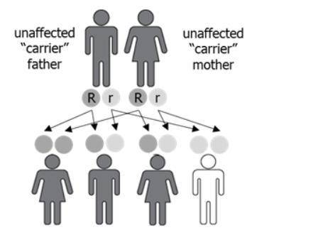 The image shows a cross between a father and a mother who are carriers for a genetic disease.

Wha