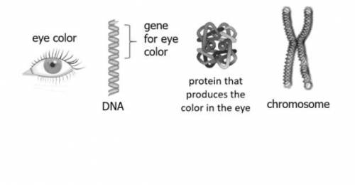 The diagram shows components that determine eye color.

Where are genes located? 
in chromosomes
i