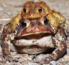 What is a structure and behavior of an American toad

or adaptations of american toad
toad ∨