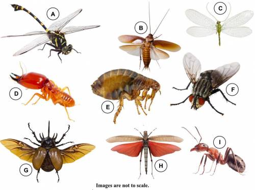 Question 2

This image shows nine different insects. 
Use this dichotomous key to identify the tax