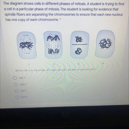 The diagram shows cells in different phases of mitosis. A student is trying to find

a cell in a p