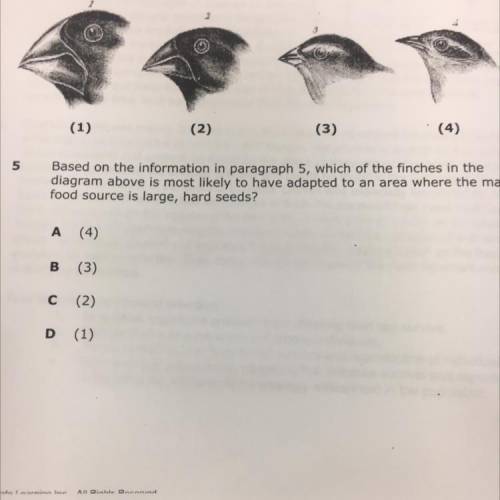 Which of the finches in the

diagram above is most likely to have adapted to an area where the mai
