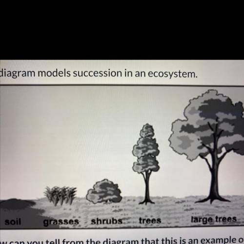 The diagram models succession in an ecosystem.

soil grasses shrubs trees farge trees
How can you