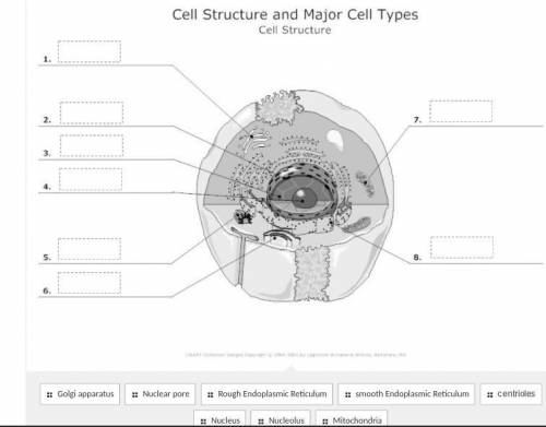 Cell structure and major cell types fill in the blanks