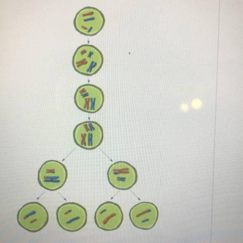 What process is shown in the diagram?

Mitosis
Meiosis
Binary fission
Cytokinesis