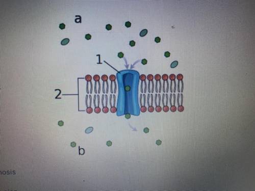 Consider the image shown hete. What form of cell transport is shown?

A) Osmosis
B) Diffusion
C) F