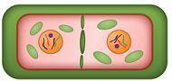 Which image represents cytokinesis in an animal cell?

The 2 I'm choosing between....(I saw mixed