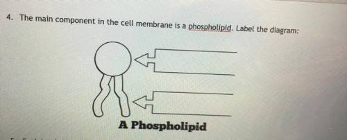 4. The main component in the cell membrane is a phospholipid. Label the diagram:

8
A Phospholipid