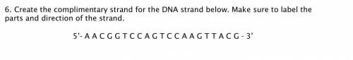 Create the complimentary strand for the DNA strand below. Make sure to label the parts and directio
