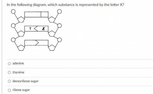 In the following diagram, which substance is represented by the letter X?

Group of answer choices