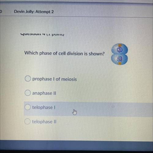 Question 4 
Which phase of cell division is shown?
