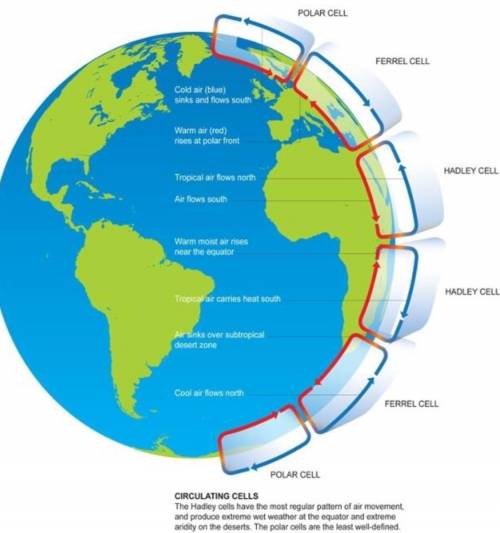 What direction do polar cells flow in the northern hemisphere?