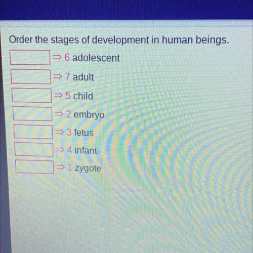 Order the stages of development in human beings.