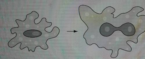 Zach uses an amoeba in a model of asexual reproduction. The first two steps of Zach's model are sho