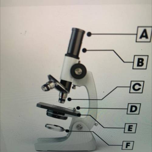 Identify the light source of the compound light microscope.
A
B
C
F