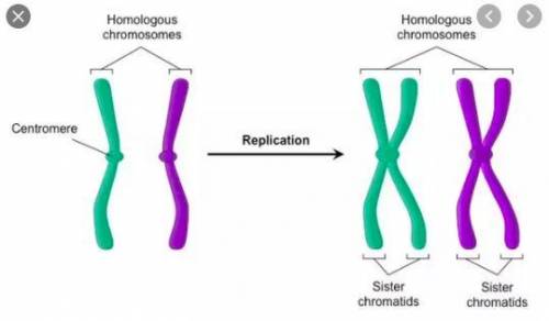 i can't figure out what a chromosome is. is a chromosome the single thing on the left? or is it the