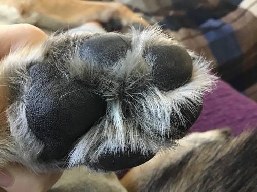 Look at my baby doggies foot. So cute. But so hairy...