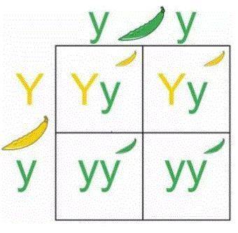 Yy x Yy Punnett Square Given the Punnett Square above, with Y=dominant yellow allele and y= recessi