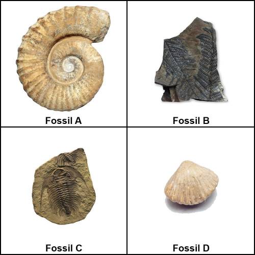 Please help! :

Closely examine each fossil. Then, complete the table to record your observations,