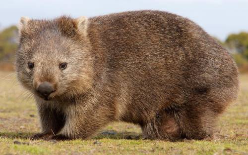 What are three types of wombats?