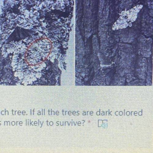In the picture, there is a dark moth and light moth on each tree. If all the trees are dark colored