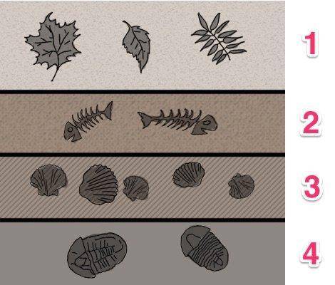 The fossils in line 4 __ are the ones in line 1